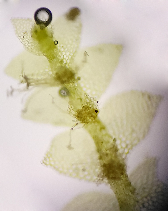 Calypogeia suecica